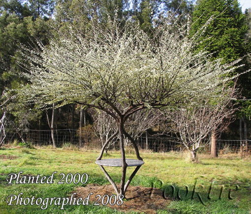 pooktre creating living art with trees - Pooktre